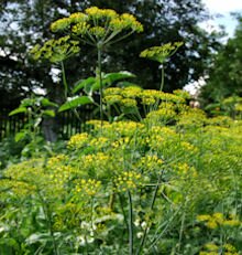 August 2009 - Fennel