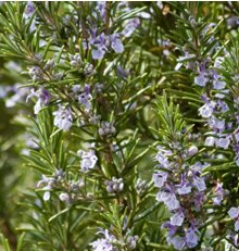 Rosemary