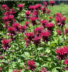 Monarda