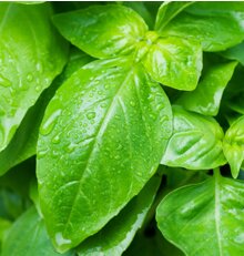 April 2009 - Basil