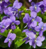 Violets