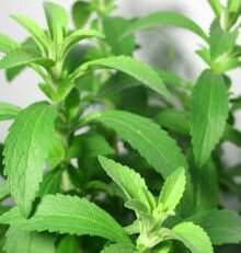 Stevia