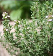 January Herb of the Month Newsletter