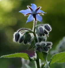 Borage