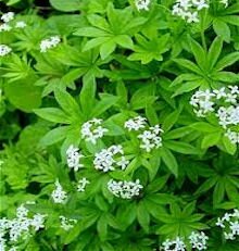 Sweet Woodruff
