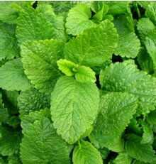 Lemon Balm