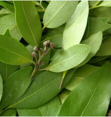 May 2009 - Bay Laurel