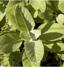 Sage