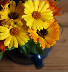Calendula