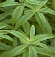 Sept 2009 - Lemon Verbena